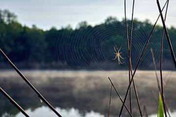 Gemeine Streckerspinne ( Tetragnatha extensa ) im Gegenlicht der aufgehenden Sonne.