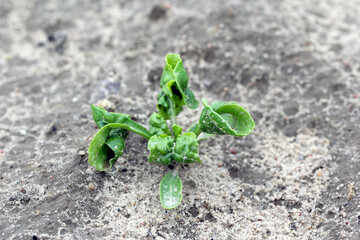 The black bean aphid (Aphis fabae) on young sugar beet plants. It is a member of the order Hemiptera. Other common names include blackfly, bean aphid and beet leaf aphid. Insects on beet.