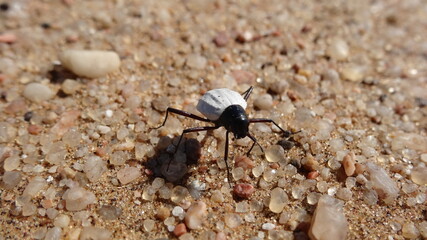Closeup of Black and White Desert Beetle / Onymacris bicolor,  Namib Desert near Swakobmund, Namibia