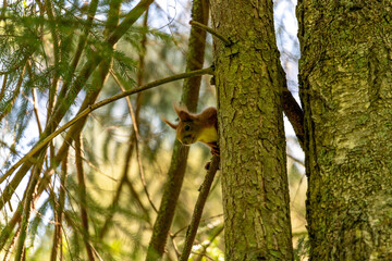 squirrel in the tree