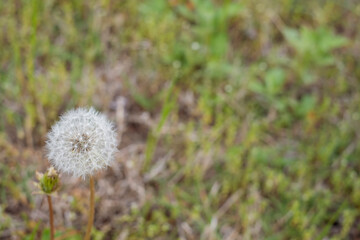 タンポポの綿毛