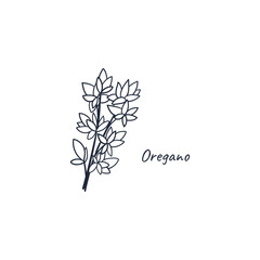 Fototapeta na wymiar Oregano hand drawn doodle. Culinary herbs logo cartoon flat style concept