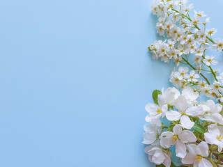 Flower border on the right. White blooming branches of bird cherry and cherry on a bed blue background. Summer / spring photo, a place for your beauty product. The basis for a card or invitation