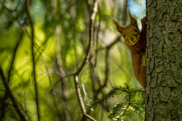 squirrel in the forest