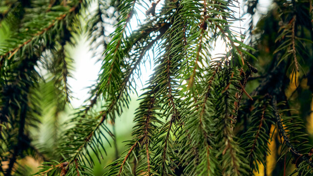 Closeup image of green needles growing on fir tree in the forest