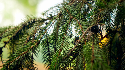 Macro image of sharp green needles on fir tree in the forest