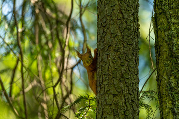 squirrel in the tree