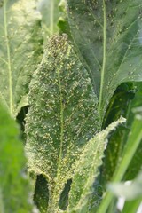 Myzus persicae, known as the green peach aphid or the peach-potato aphid, is a small green aphid pest of peach, beet and potato crops. It is a vector of viruses causing plant diseases.