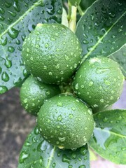water drops on green leaf