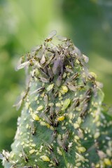 Myzus persicae, known as the green peach aphid or the peach-potato aphid, is a small green aphid pest of peach, beet and potato crops. It is a vector of viruses causing plant diseases.