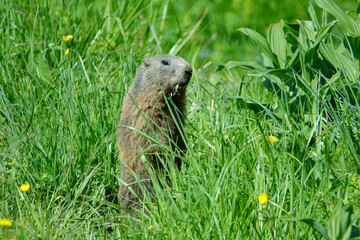 Alpenmurmeltier (Marmota marmota) 