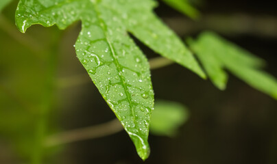 Most beautiful picture of water drops in the leaf. 