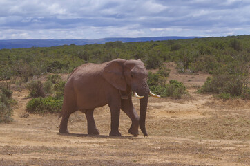 Fototapeta na wymiar Elefanten im Naturreservat im National Park Südafrika