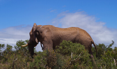 Fototapeta na wymiar Elefanten im Naturreservat im National Park Südafrika