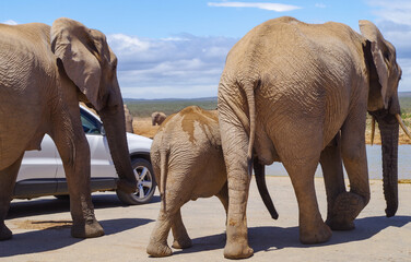 Elefanten im Naturreservat im National Park S&uuml;dafrika