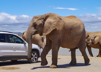Elefanten im Naturreservat im National Park S&uuml;dafrika