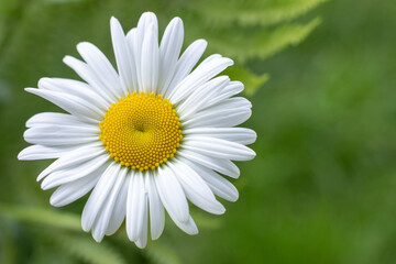 Fototapeta premium Chamomile field flowers border. Beautiful nature scene with blooming medical chamomilles in sun flare.