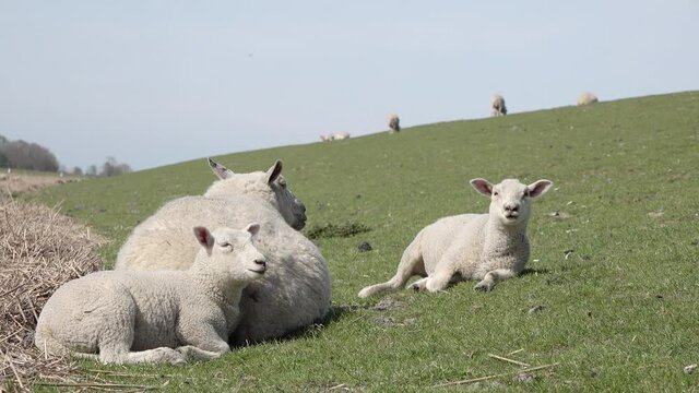cute white sheep lamb and ewe on the meadow in the nature