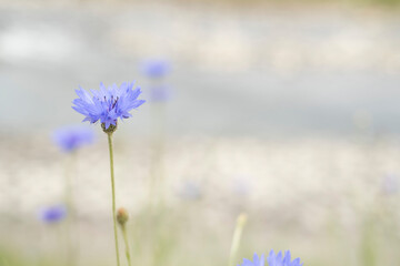 Obraz premium ヤグルマギク