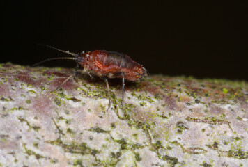 Myzus persicae, known as the green peach aphid or the peach-potato aphid, is a small green aphid pest of peach, beet and potato crops. It is a vector of viruses causing plant diseases.