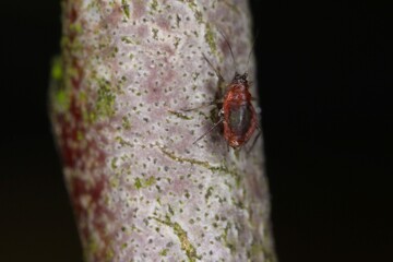 Myzus persicae, known as the green peach aphid or the peach-potato aphid, is a small green aphid pest of peach, beet and potato crops. It is a vector of viruses causing plant diseases.
