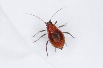 Myzus persicae, known as the green peach aphid or the peach-potato aphid, is a small green aphid...