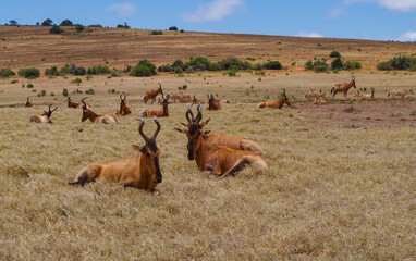 Kuhantilopen im Naturreservat im National Park Südafrika