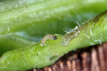 Damaged plant of sugar beet by caterpillars of the beet moth Scrobipalpa ocellatella, is a moth in the family Gelechiidae. This is an important pest of sugar beet and other crops.

