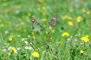 Wildblumen