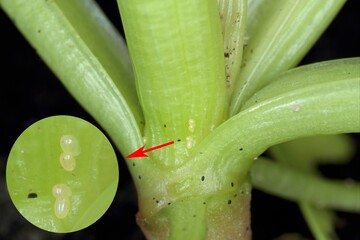 Eggs of the beet moth Scrobipalpa ocellatella on sugar beet plant. It is a species in the family Gelechiidae. This is an important pest of sugar beet and other crops.