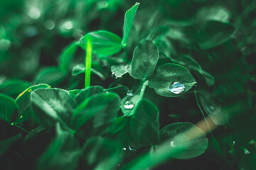 Rain water drops on green leaves. Creative layout of green leaves. Flat lay top view copy space. Nature background pattern concept.