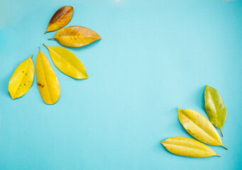 composition of yellow leaves. yellow Magnolia leaves on a blue background. Flat lay, top view