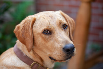 Blonde Labrador retriever dog portrait. High quality photo