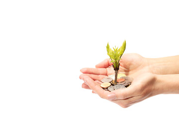 Money plant growing from coins in hand on white background.