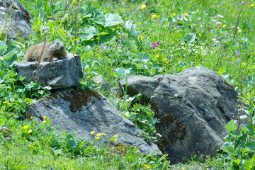 Alpenmurmeltier (Marmota marmota) 