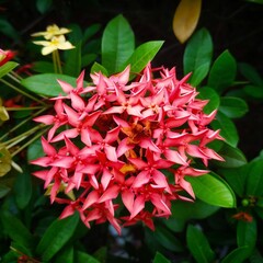red ashoka  flower object with green leaves background