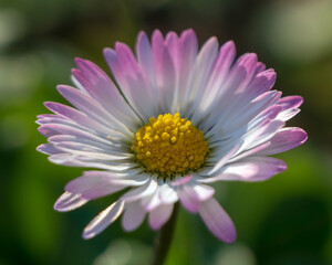 Obraz na płótnie Canvas pink daisy flower Close up