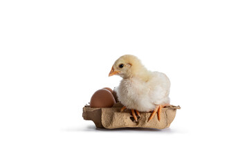 Cute yellow baby chick, sitting on egg box with brown egg. Looking side ways to egg. Isolated on white background.
