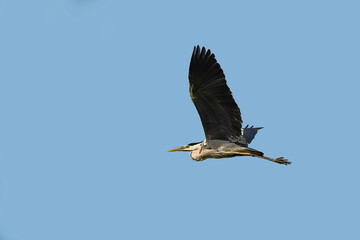 A Great Blue Heron Flying. A beautifully large wading bird flying high through the sky.
