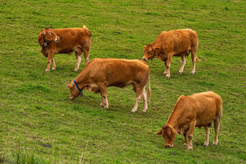 Four brown cows pasturing on the green hill on cloudy day. Basque Country, Spain.