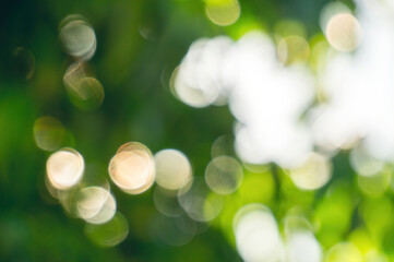 Obraz premium Green foliage and sun glare. Blurred background with bokeh pattern