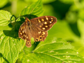 butterfly on leaf