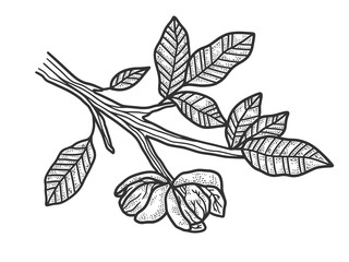 walnut tree plant sketch engraving vector illustration. T-shirt apparel print design. Scratch board imitation. Black and white hand drawn image.