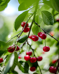 Bunches of red cherries in the garden on the branches.