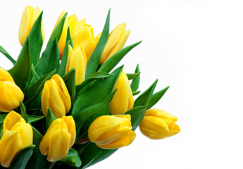 yellow tulips on white background