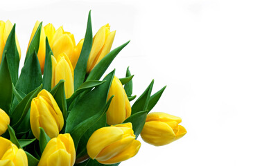 yellow tulips on white background