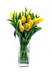 yellow tulips on white background