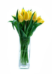 yellow tulips on white background