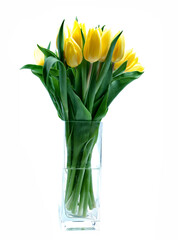 yellow tulips on white background