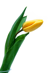 yellow tulips on white background